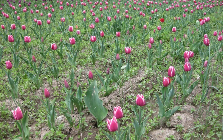 لباس شخصی ها و شطرنج با ماشین قیامت، کتابهایی که در هفته دفاع معرفی شدند.